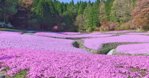 永沢寺にある「花のじゅうたん」が見ごろを迎えます　三田市