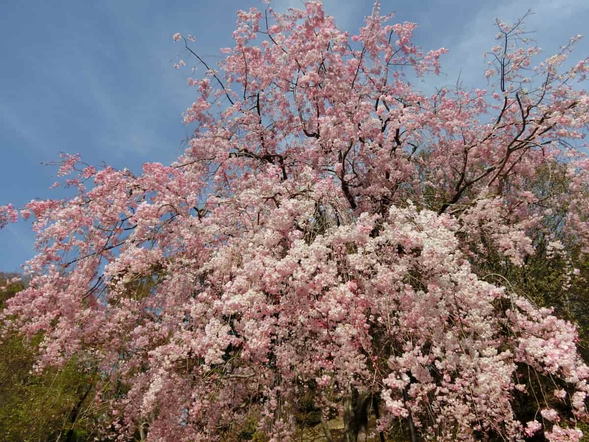 神戸市立須磨離宮公園で「春　花めぐり」開催中　神戸市 [画像]