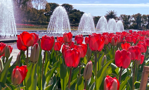 神戸市立須磨離宮公園で「春　花めぐり」開催中　神戸市