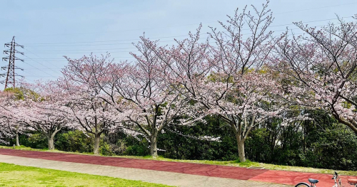 『垂水健康公園』でお花見を楽しみました　神戸市