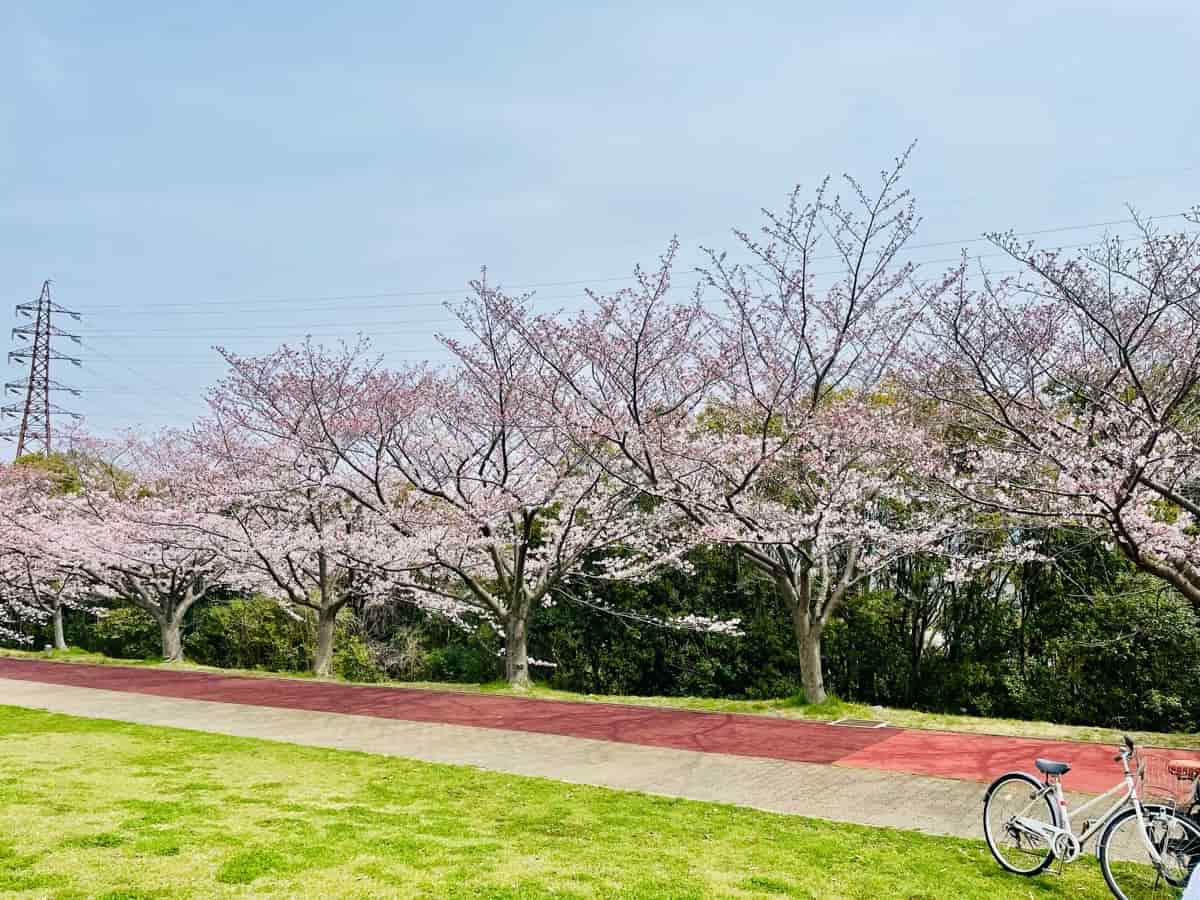 4月5日時点で桜は7～8分咲きでした