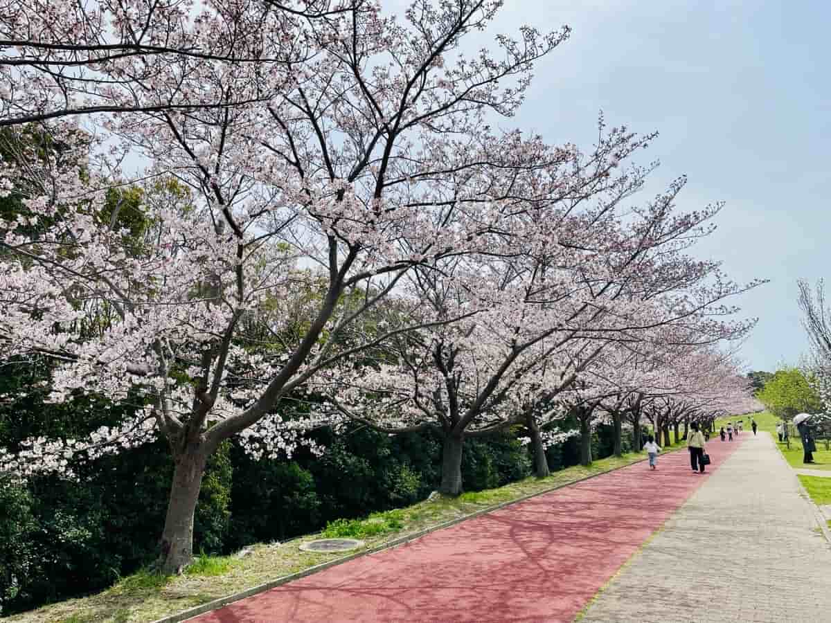 『垂水健康公園』でお花見を楽しみました　神戸市 [画像]