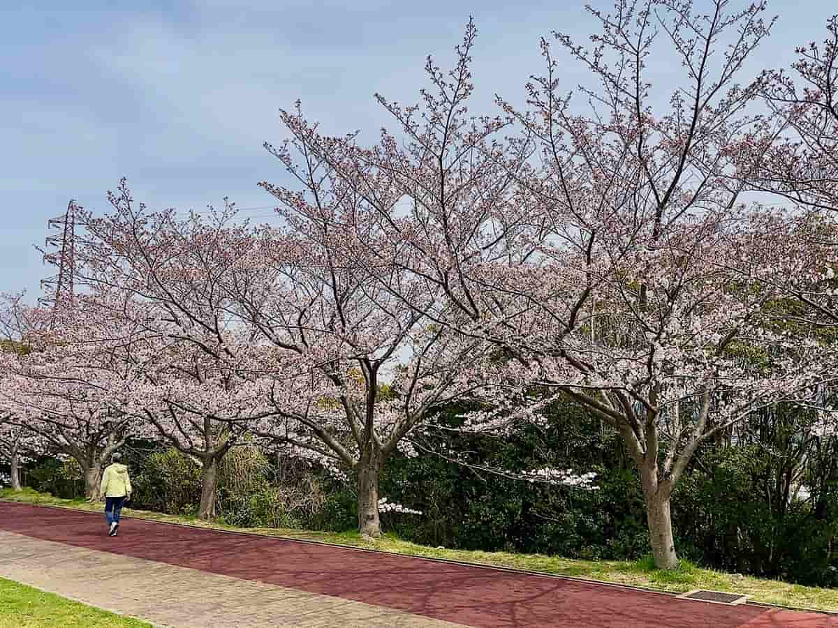 『垂水健康公園』でお花見を楽しみました　神戸市 [画像]