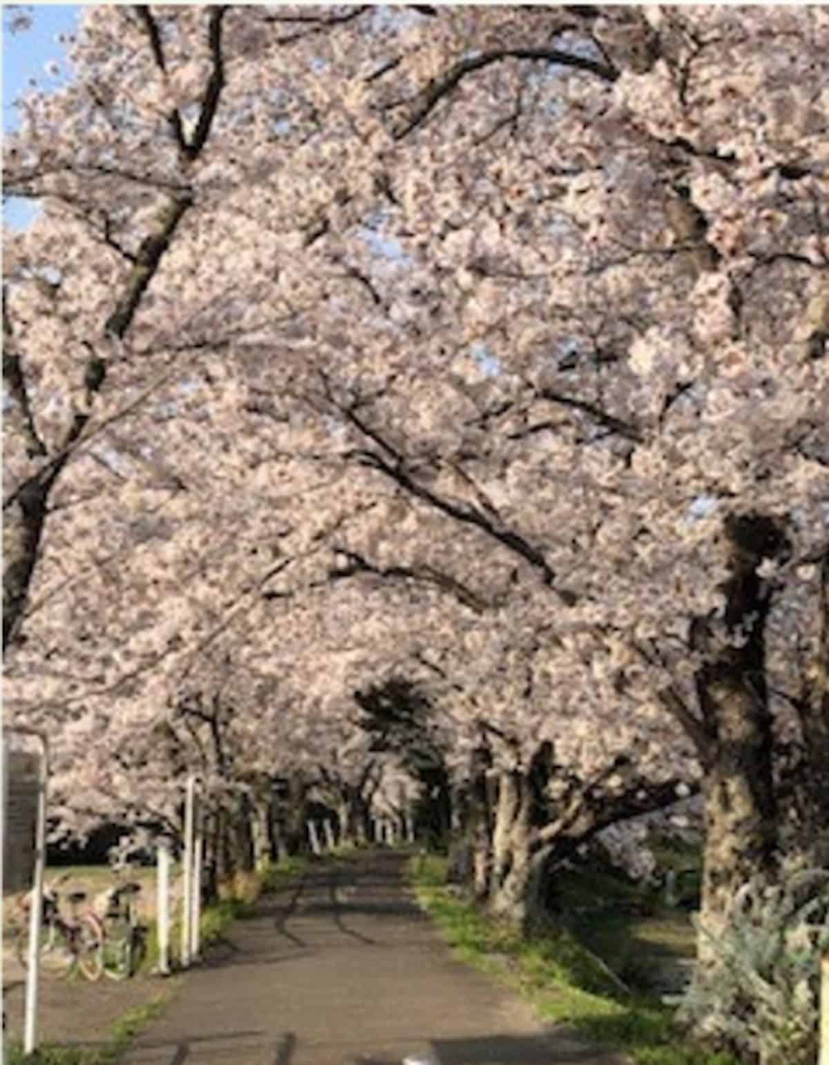環境センター裏の桜並木