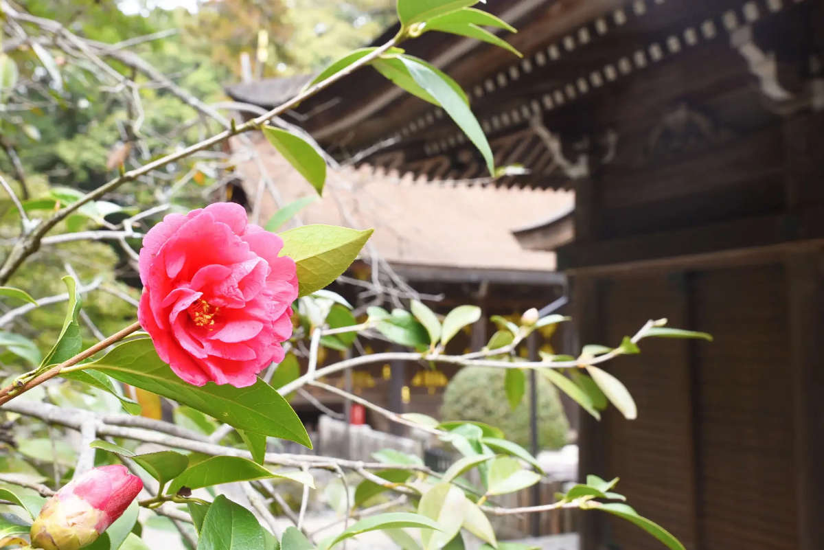 多田神社の「唐椿の花」が見ごろに　川西市 [画像]