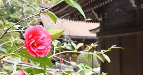 多田神社の「唐椿の花」が見ごろに　川西市