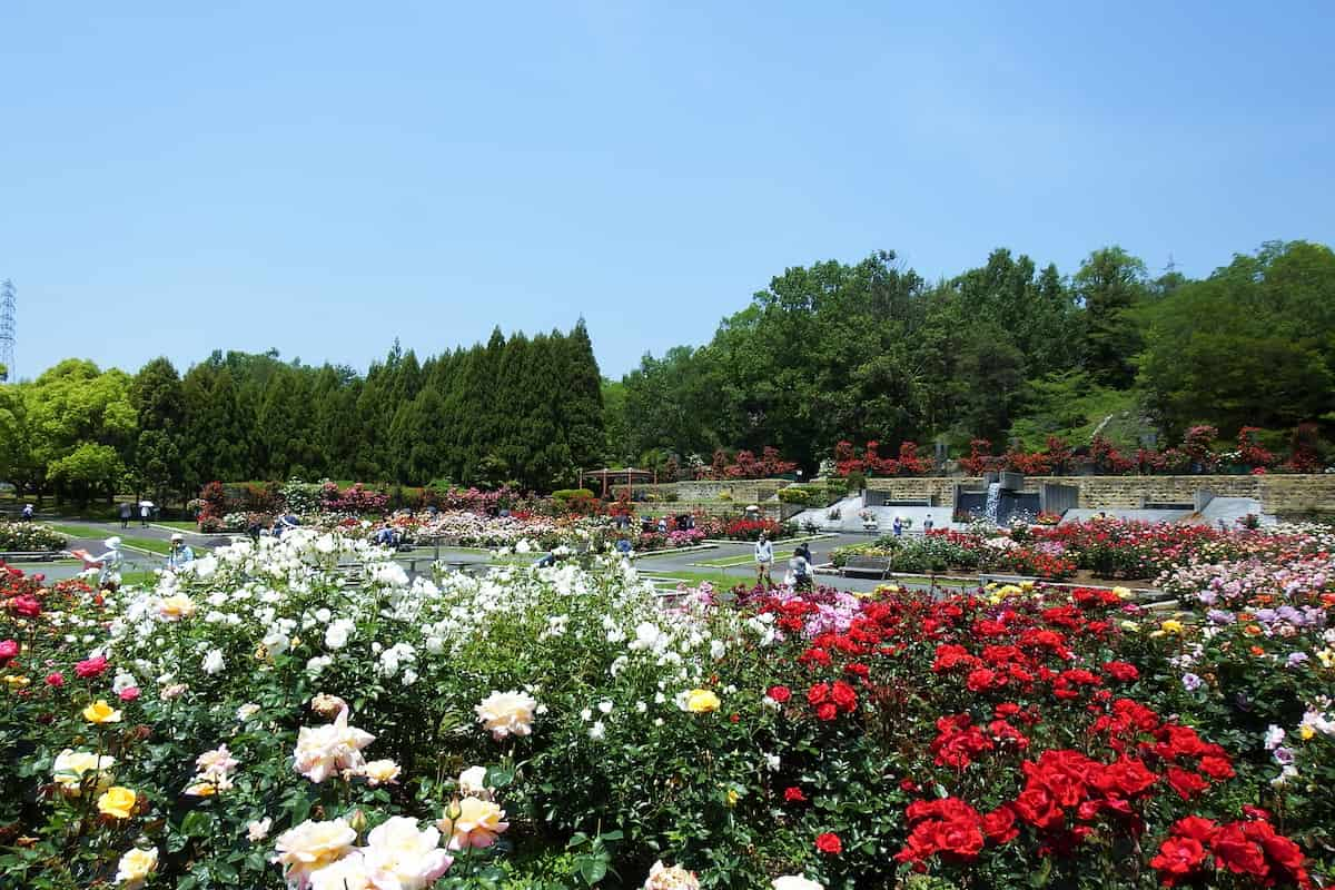 兵庫県立播磨中央公園で「春のばらまつり」開催　加東市 [画像]