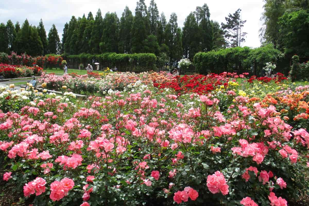 兵庫県立播磨中央公園で「春のばらまつり」開催　加東市 [画像]