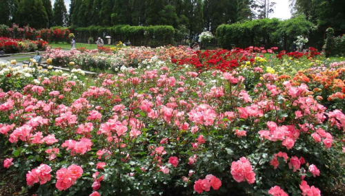 兵庫県立播磨中央公園で「春のばらまつり」開催　加東市