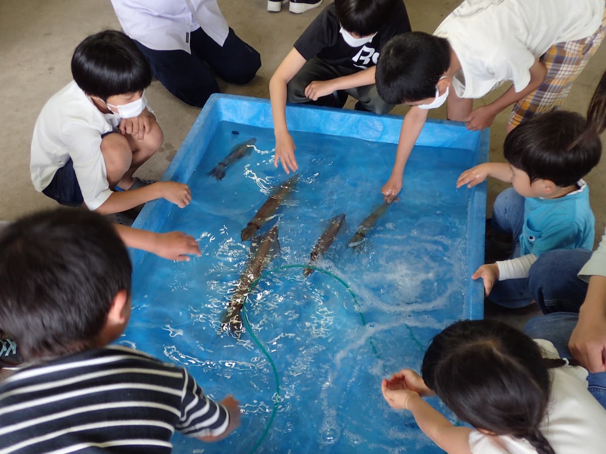 佐津海水浴場で「初夏！ジオパーク イカまつり」開催　香美町 [画像]