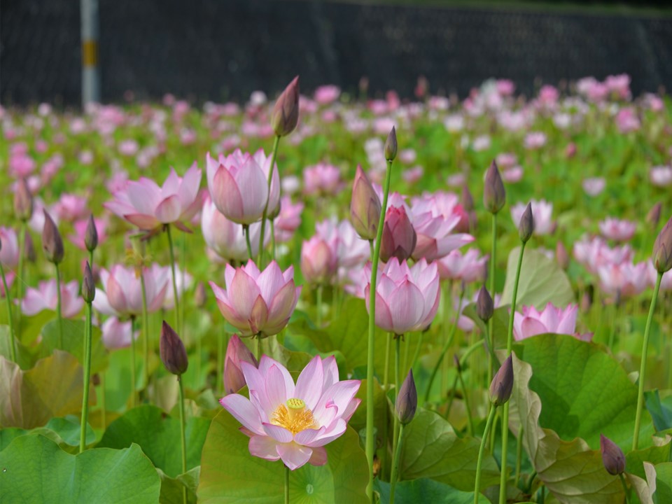 ヤマサ蒲鉾が「蓮の花苑」を夏季限定で公開中　姫路市 [画像]