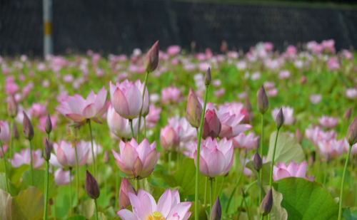 ヤマサ蒲鉾が「蓮の花苑」を夏季限定で公開中　姫路市
