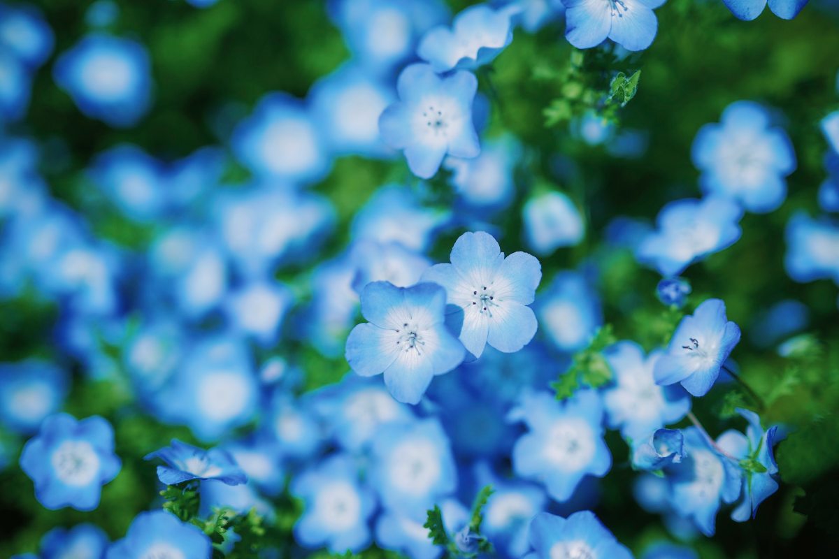 まるで淡いブルーの絨毯♪花畑で優雅な時間を♡ 神戸布引ハーブ園 
