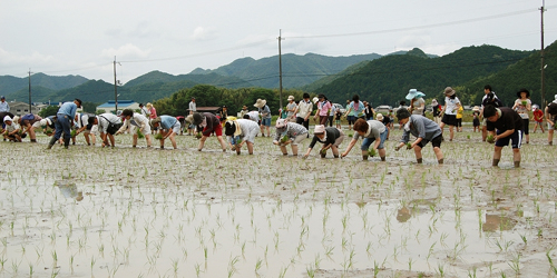 「白鶴錦」田植えイベント参加者募集　神戸市中央区