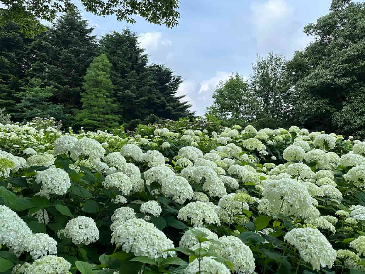 神戸市立森林植物園で「森のあじさい散策」開催　神戸市 [画像]