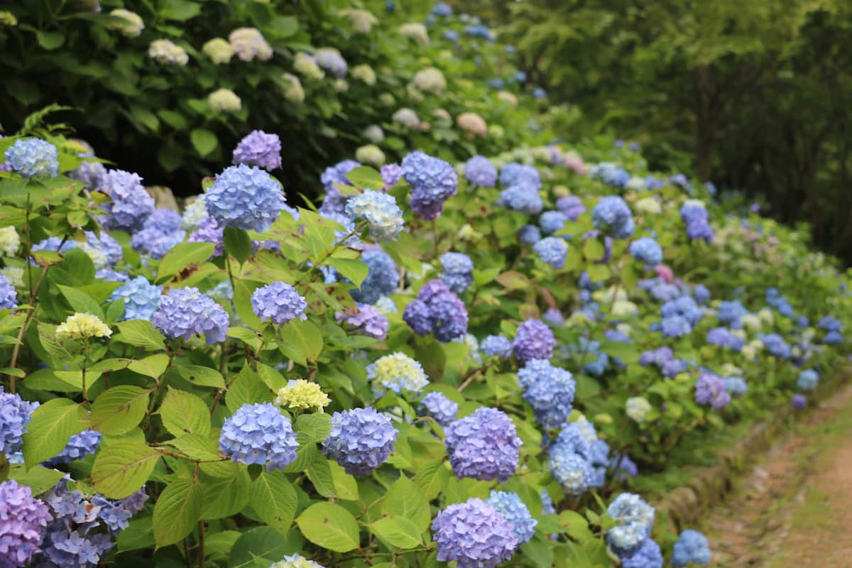 神戸市立森林植物園で「森のあじさい散策」開催　神戸市 [画像]