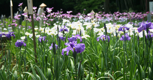 神戸市立須磨離宮公園で「花しょうぶあじさい観賞会」開催　神戸市