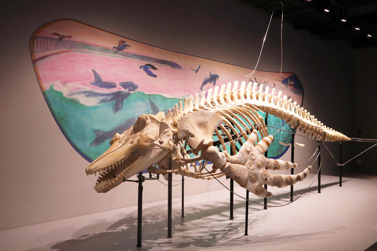 鴨川シーワールドで飼育されていたシャチの骨格標本が展示されています