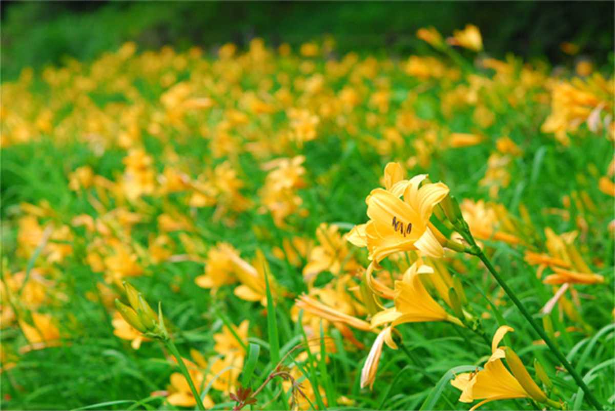 六甲高山植物園で「ニッコウキスゲ」が見ごろに　神戸市 [画像]