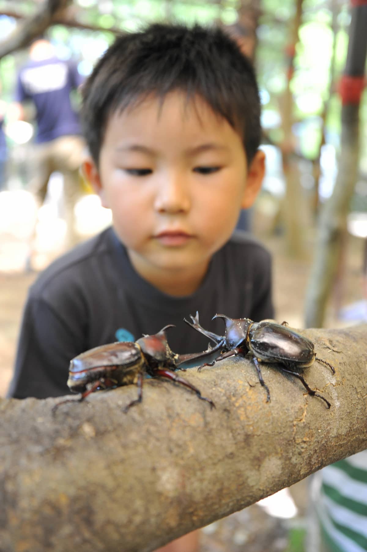 しい茸園 有馬富士で7月より「カブトムシ・オオクワガタ採りとバーベキュー」プランがスタート　三田市 [画像]