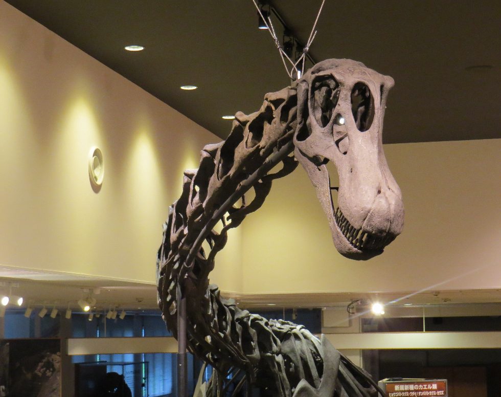 丹波竜化石工房で夏期特別展「BIGs 〜丹波竜と竜脚類の進化〜」開催　丹波市 [画像]