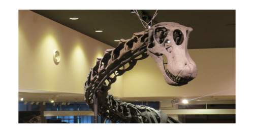 丹波竜化石工房で夏期特別展「BIGs 〜丹波竜と竜脚類の進化〜」開催　丹波市