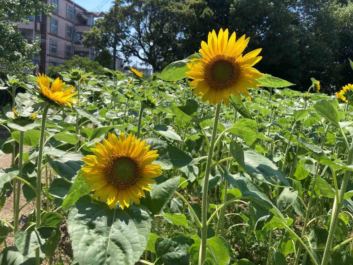 『農業公園』で7月中旬からひまわりが見頃を迎えます　尼崎市 [画像]