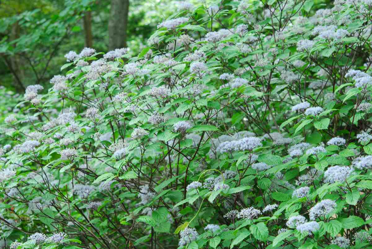 六甲高山植物園で「コアジサイ」の花が見ごろ　神戸市 [画像]