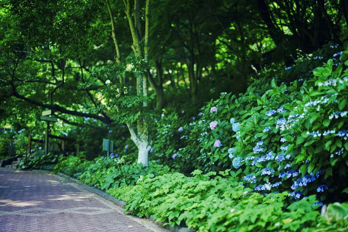 「林の小径」から「四季の庭」までの園路を彩るアジサイ