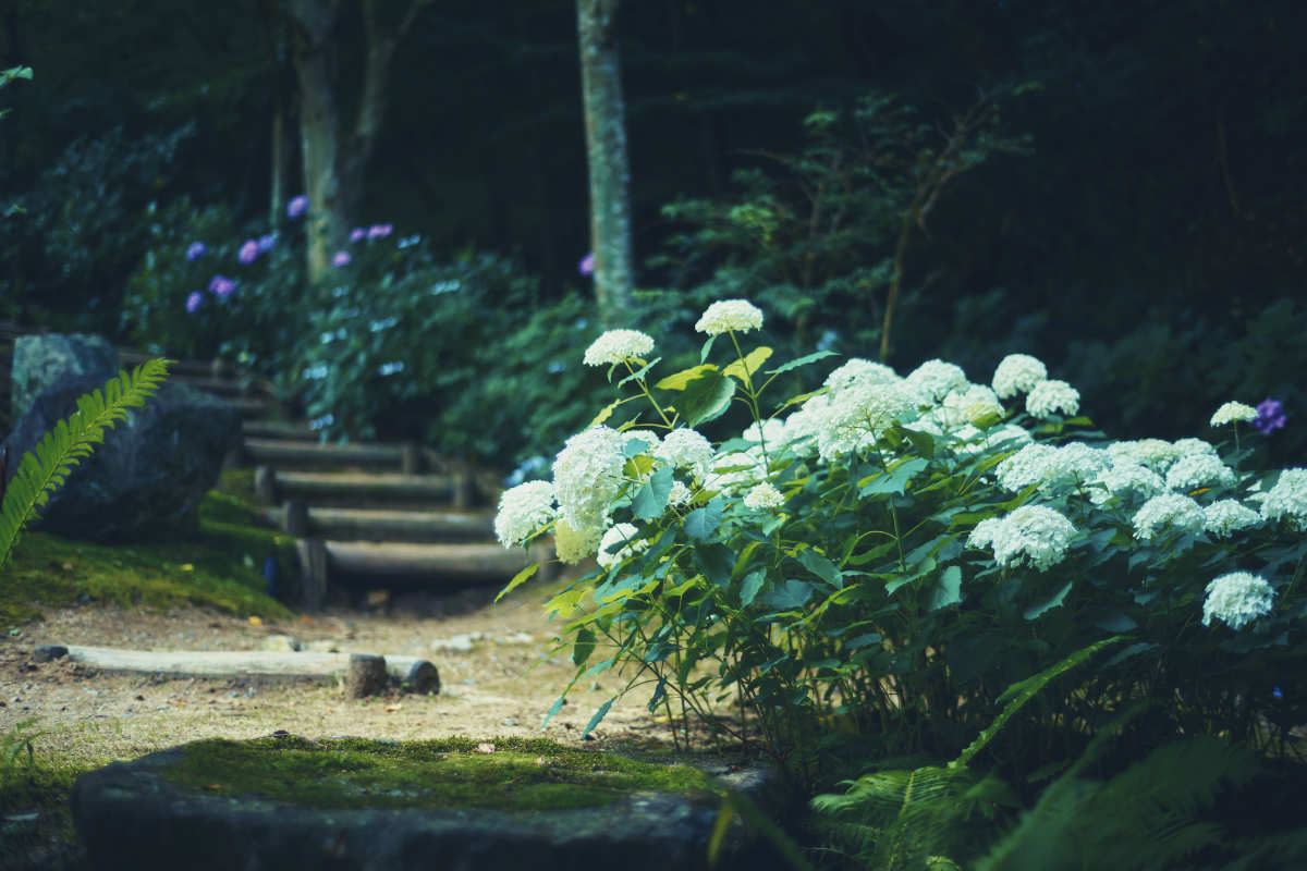 「四季の庭-いやしの庭-」で優雅に彩るアジサイ