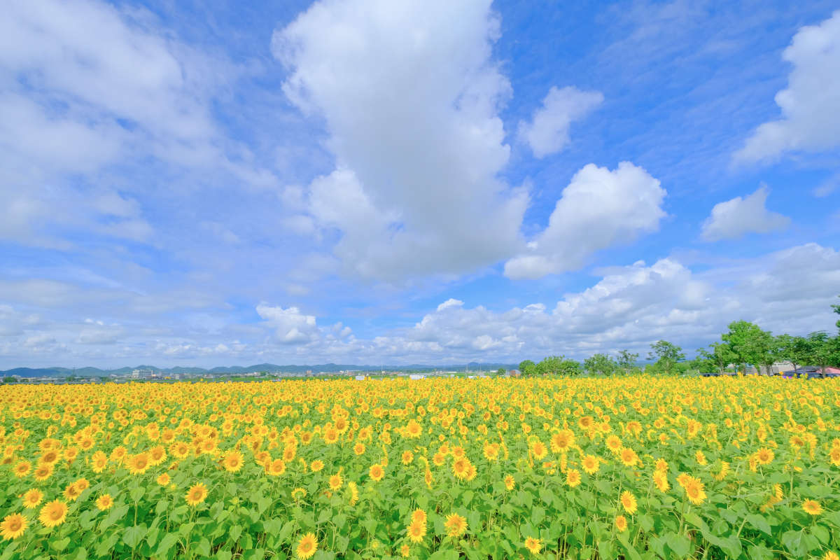 7月中旬より『ひまわりの丘公園』でひまわりが見ごろに　小野市 [画像]