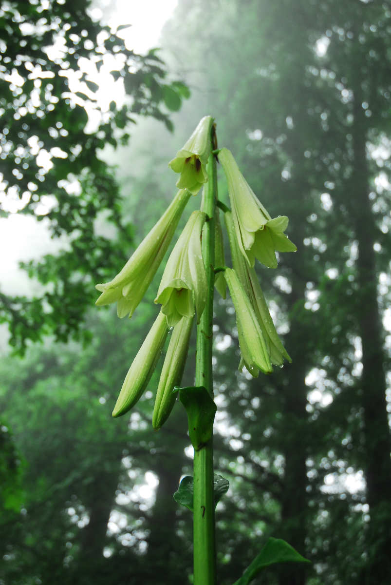 六甲高山植物園で巨大な「ヒマラヤウバユリ」がまもなく開花　神戸市 [画像]