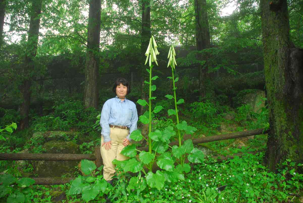 2020年の開花の様子