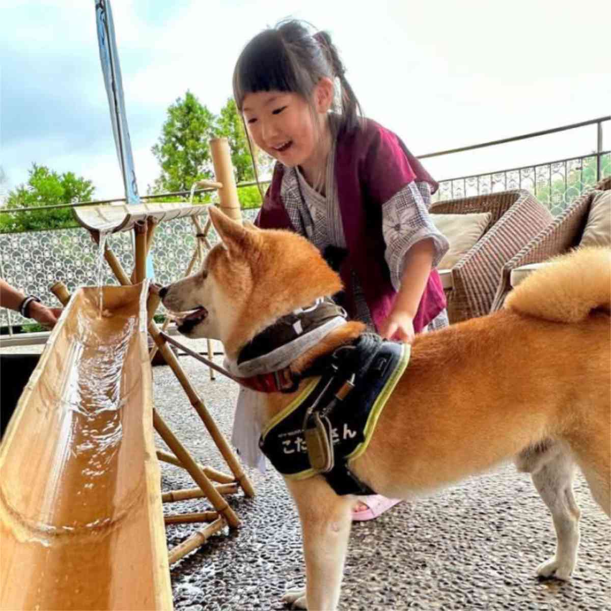 有馬グランドホテル『DOG UP VILLA（ドッグ アップ ヴィラ）』で「愛犬流しそうめん」開催　神戸市 [画像]