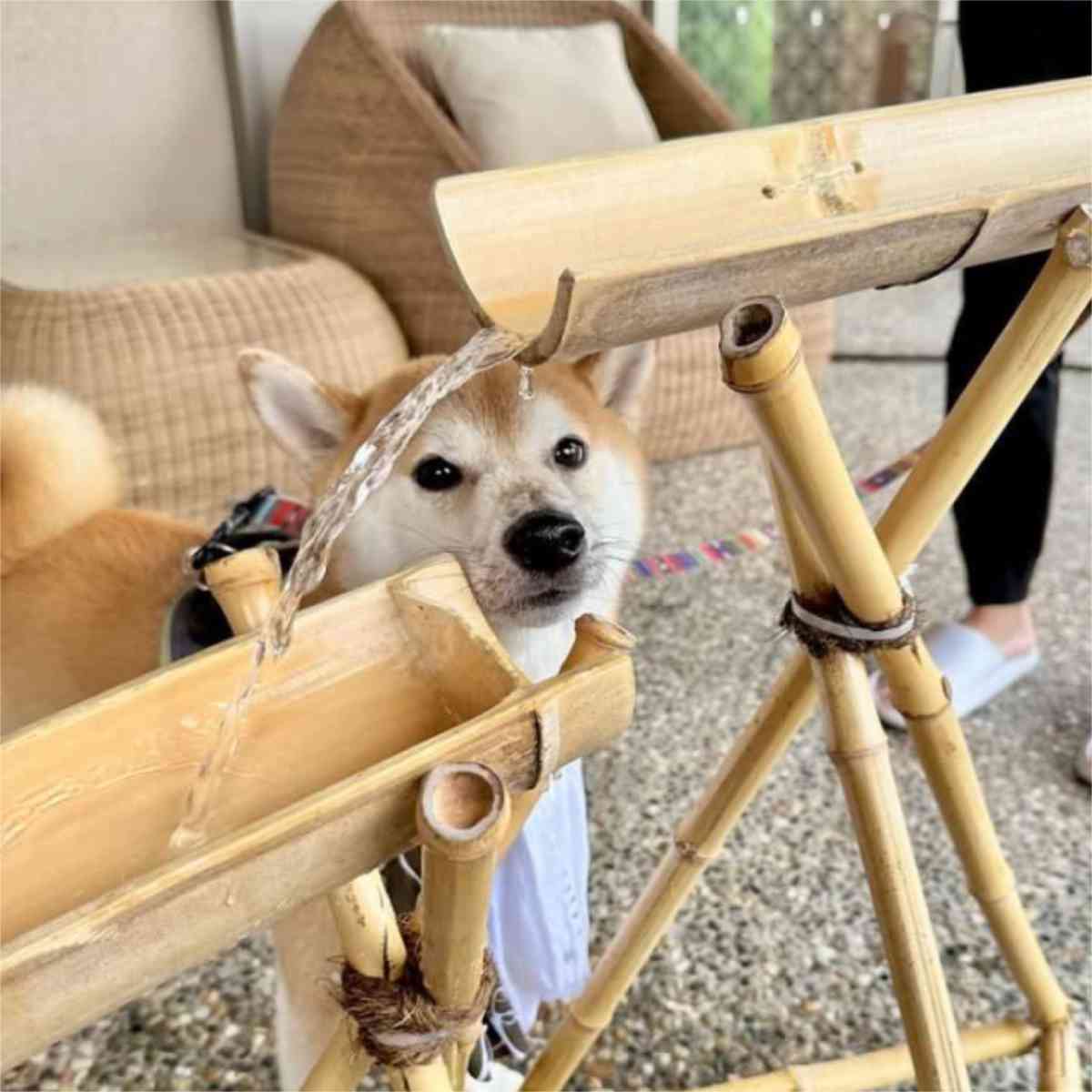 有馬グランドホテル『DOG UP VILLA（ドッグ アップ ヴィラ）』で「愛犬流しそうめん」開催　神戸市 [画像]