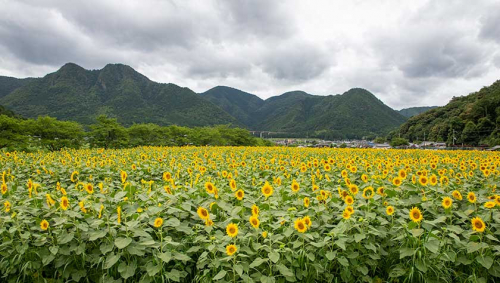 丹波市春日町の『ひまわり柚遊農園』が7月21日にシーズンオープン