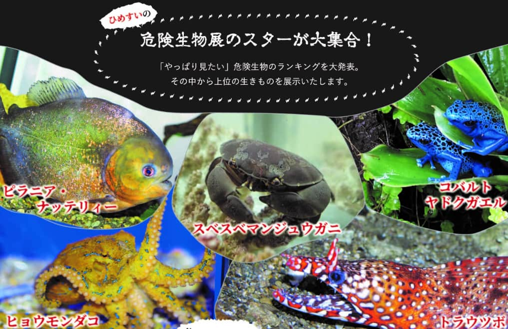 姫路市立水族館　企画展「やっぱり見たかってん！！危険生物展」開催 [画像]