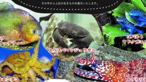 姫路市立水族館　企画展「やっぱり見たかってん！！危険生物展」開催