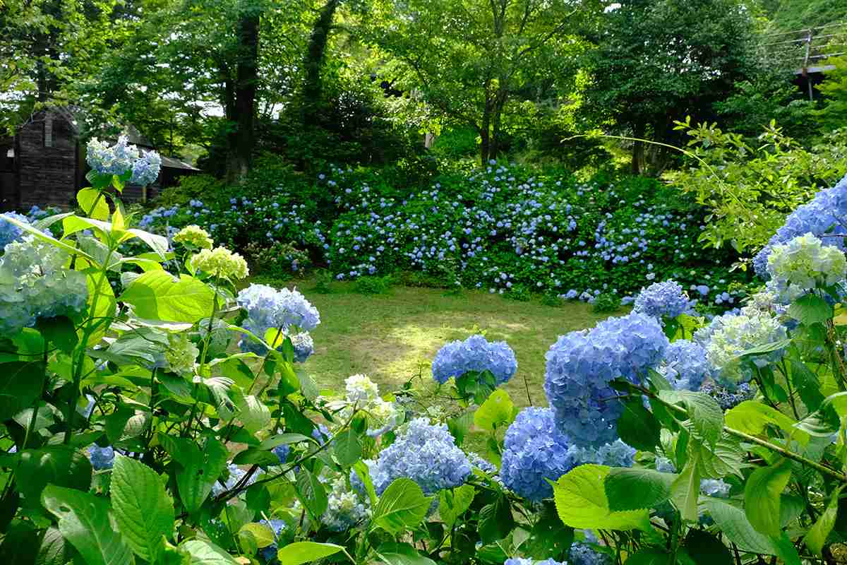 六甲高山植物園で「ヒメアジサイ」が見ごろ　神戸市 [画像]