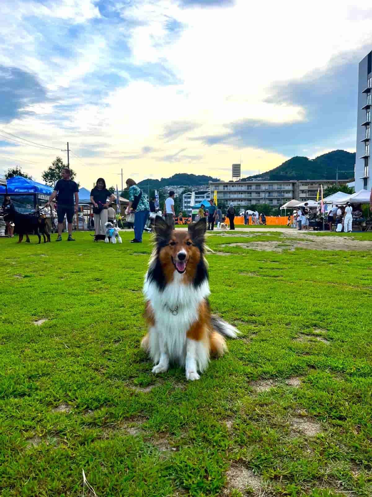 主催者さんの愛犬「シェリーちゃん（シェットランドシープドック・4才）」にも会えますよ♪