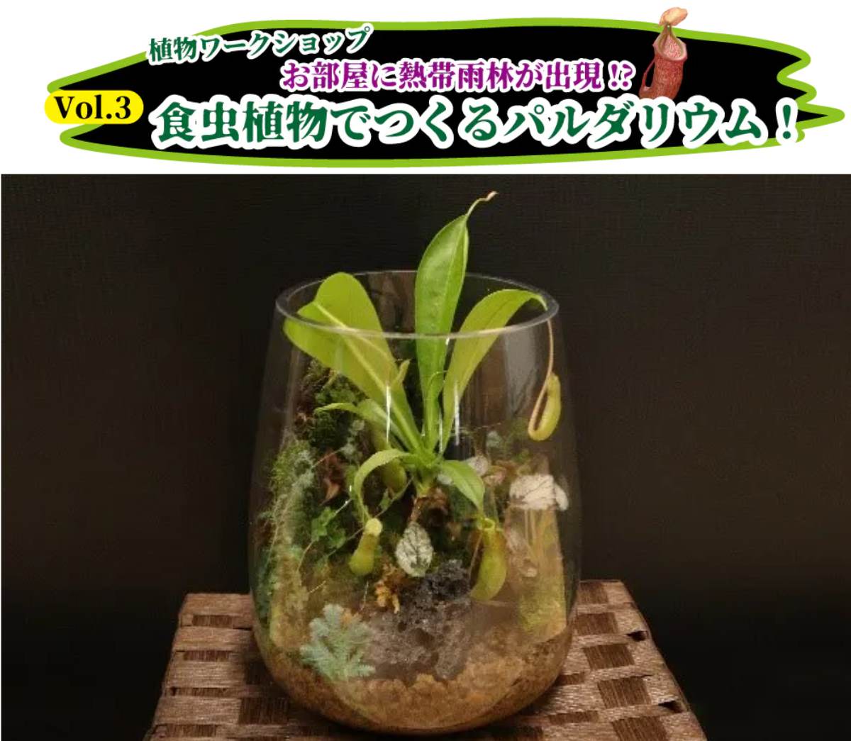 神戸どうぶつ王国で「変で楽しい 食虫植物の世界 2024」開催中　神戸市 [画像]