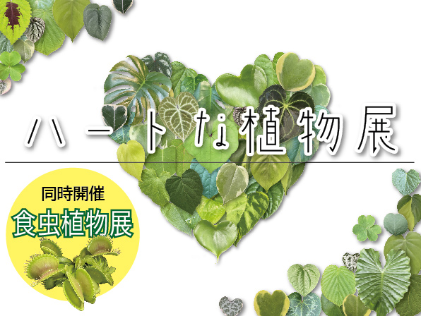 須磨離宮公園の観賞温室で「ハートな植物展」開催中　神戸市 [画像]