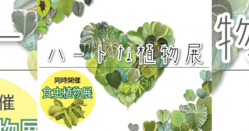 須磨離宮公園の観賞温室で「ハートな植物展」開催中　神戸市