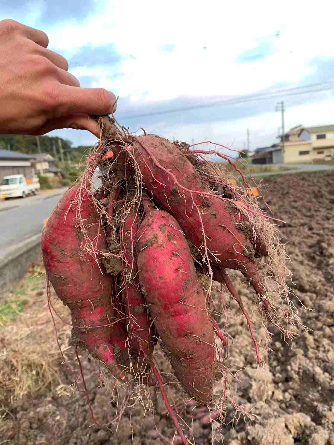 二階町にある『恋々芋』で農家直営100日熟成された「濃厚さつまいも」を堪能　丹波篠山市 [画像]