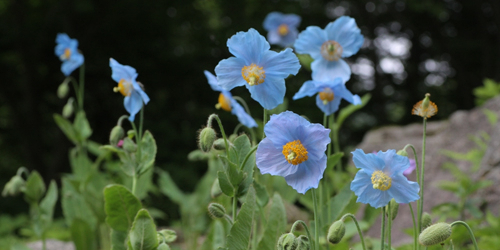 六甲高山植物園で秘境の花「ヒマラヤの青いケシ」が見ごろ　神戸市灘区