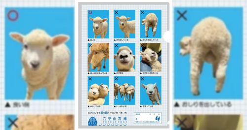 神戸市立六甲山牧場がSNSで話題の「羊の証明写真風クリアファイル」を販売　神戸市