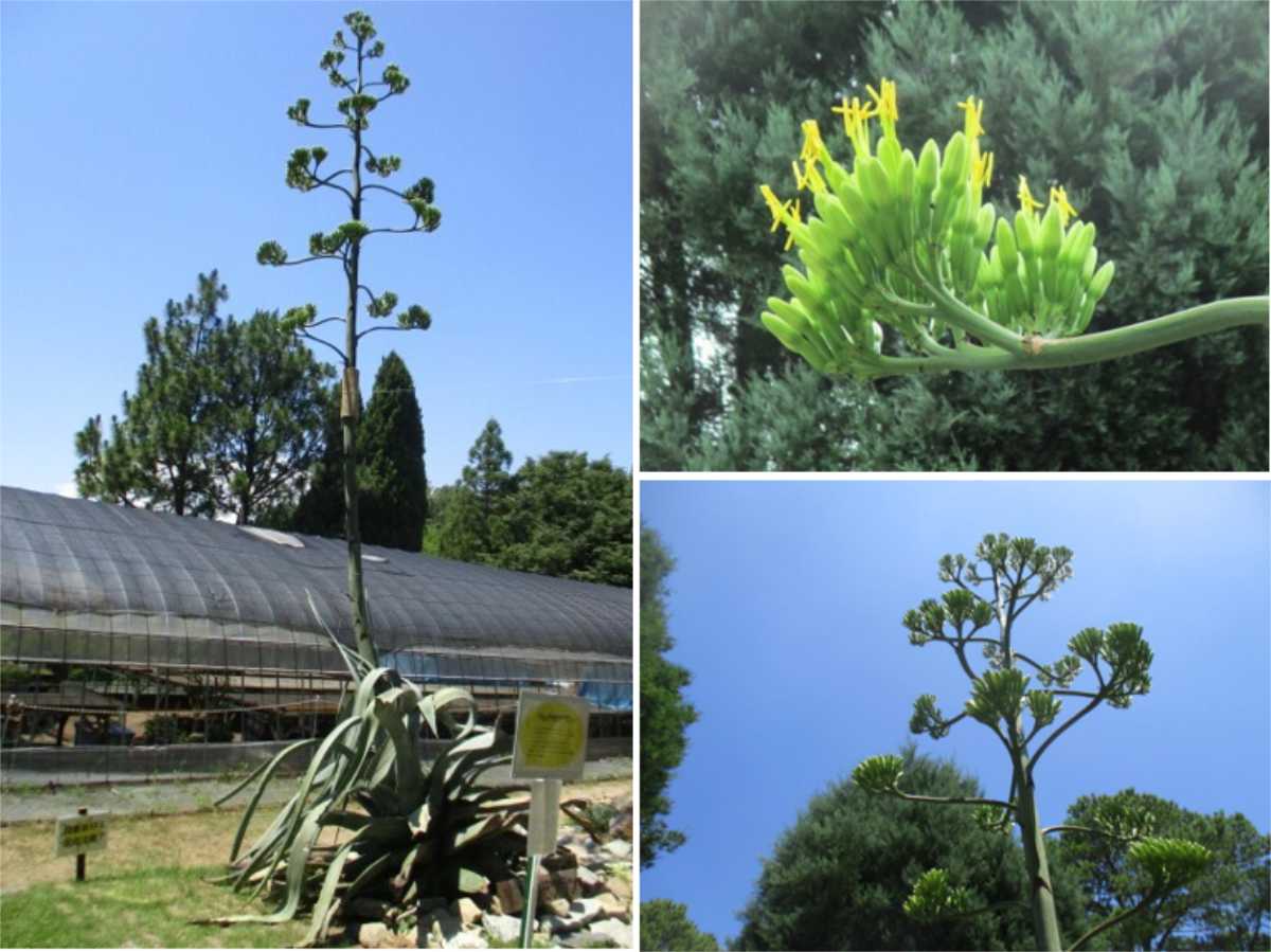 日岡山公園内のリュウゼツランの様子