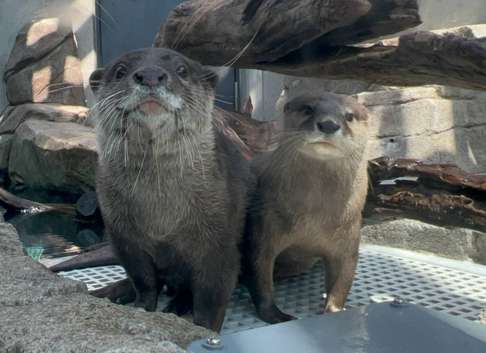 館内のコツメカワウソ　左：げんげん（♂）、右：お浜（♀）