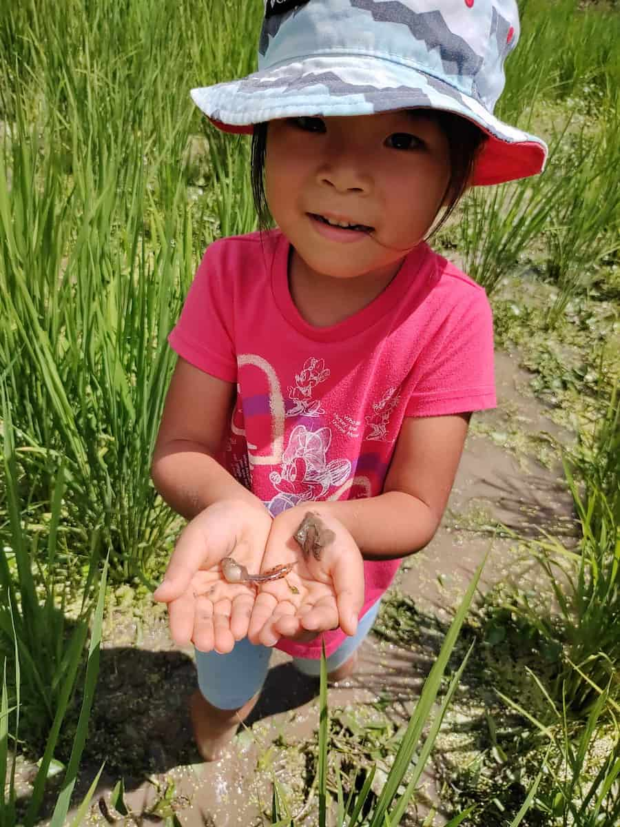 【8月17日】 棚田でまるごと自然体験（市川町）※開催イメージ