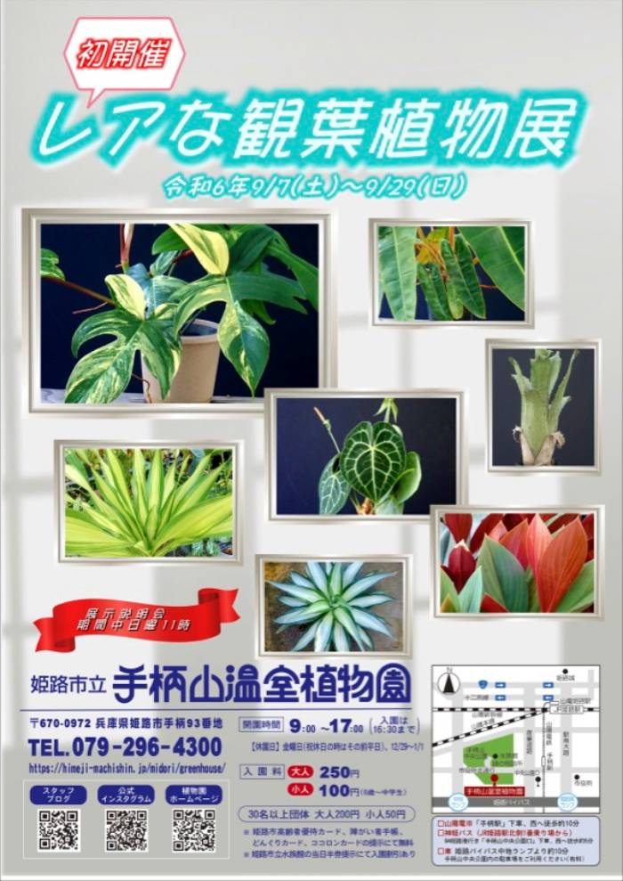 手柄山温室植物園で「レアな観葉植物展」開催　姫路市 [画像]